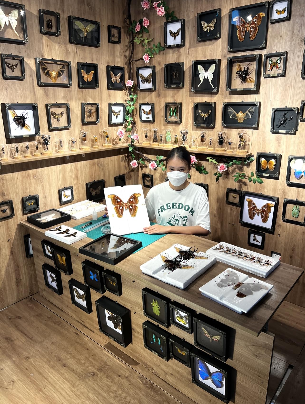 2 Real Butterfly Glass Framed Handmade Shadow Box Insect Dried Wood Frame Unique Taxidermy Taxadermy Collectables Tabletop Wall